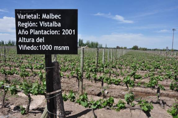 Uma das plantações da vinícola San Huberto, em Mendoza, na Argentina
